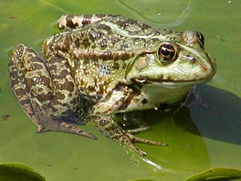 Pohled do budoucnosti: grafika ve hrách