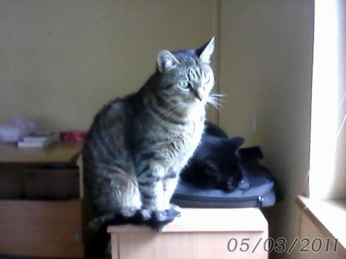 Sony VAIO S: nadupaný maratonec