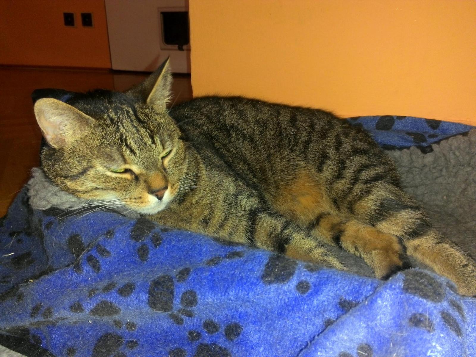 Acer Iconia Tab W510: tabletový hybrid