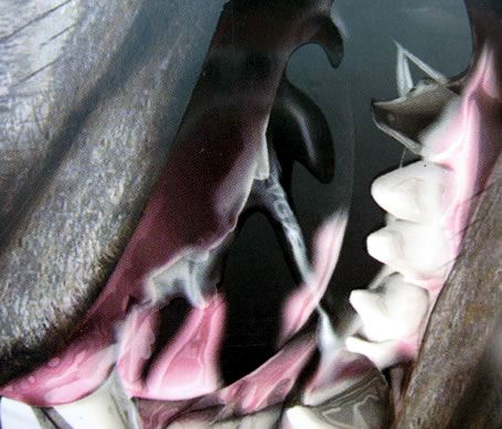 XFX musí přestat prodávat svou GeForce 8600GT: poškozuje tím společnost EVGA