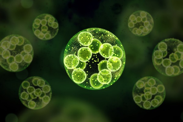 Světlo červeného trpaslíka stačí na fotosyntézu