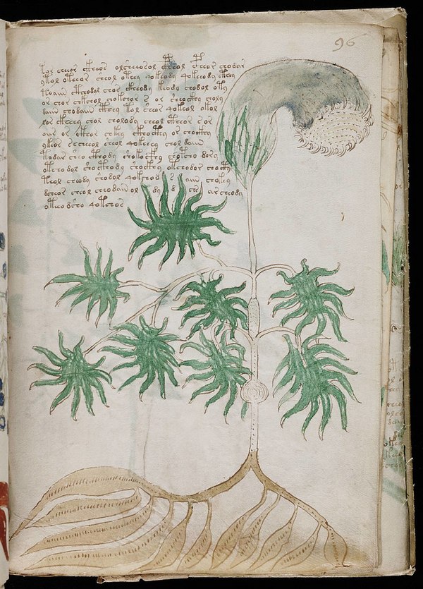 AI se pustila do luštění Voynichova rukopisu a učinila pokrok