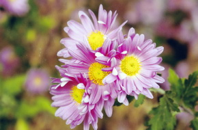 Canon PIXMA MG4250: levná šikulka