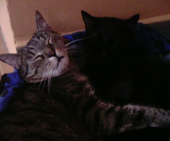 Sencor Element 9.7 v2: levná Retina