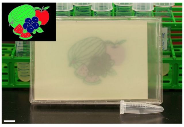 Geneticky upravené bakterie barevně malují na Petriho misky