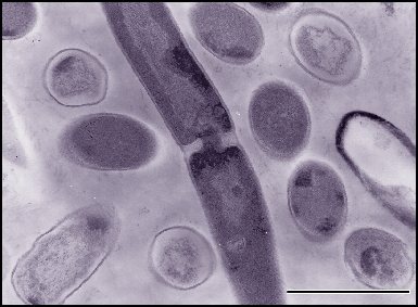 Japonští vědci využili DNA jako paměťové médium