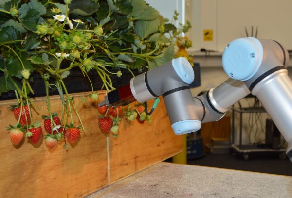 Následek Brexitu, Britové vyvíjí roboty pro sběr jahod
