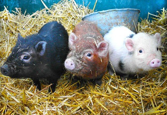 Scammeři si nyní vykrmují své obětní vepříky a obírají je o miliony dolarů