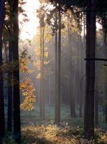 Průvodce koupí cenově výhodného PC pro říjen