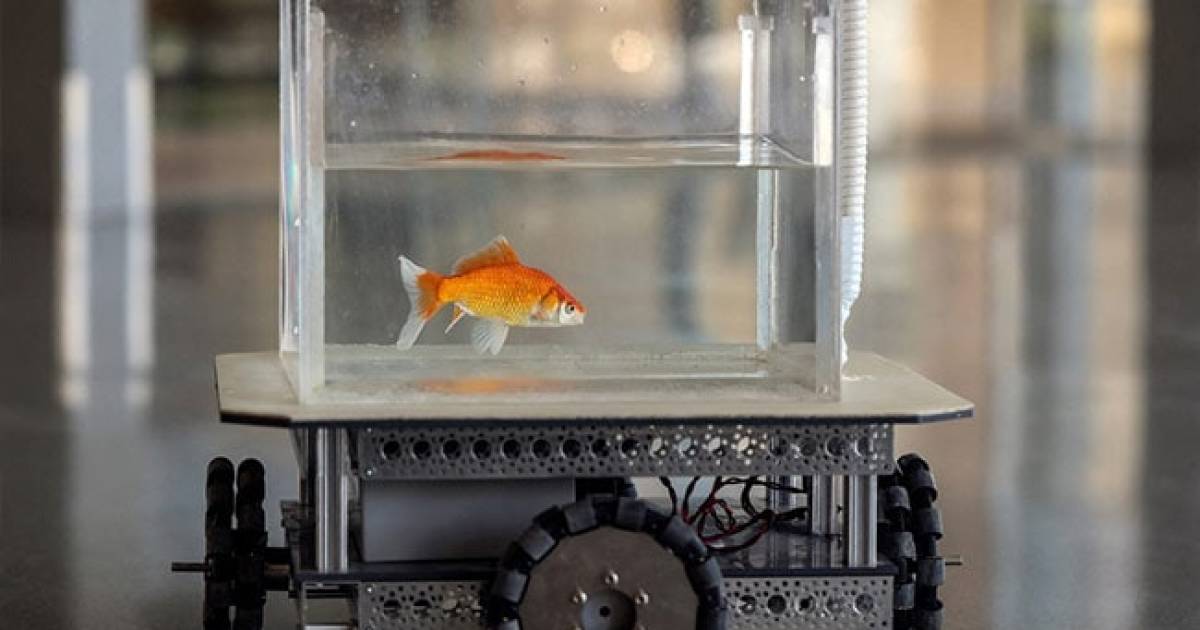 Rybka se naučila řídit své motorizované akvárko s Raspberry Pi