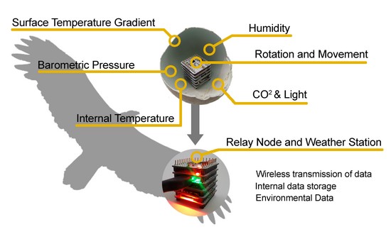Vejce vyrobená 3D tiskem pomůžou proti vyhynutí supů