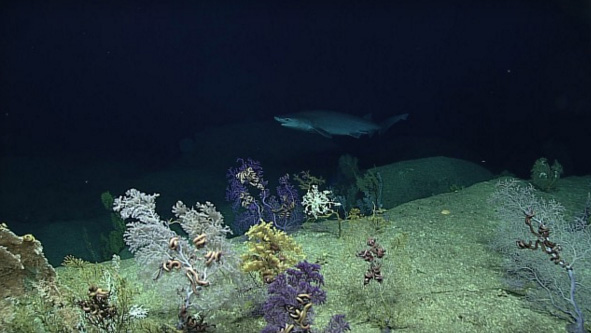 NOAA zkoumá Mariánský příkop, sledovat můžete živě