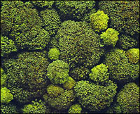 broccoli.jpg image