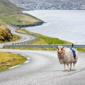 Nechtěli čekat na Google Street View, vytvořili si Sheep View