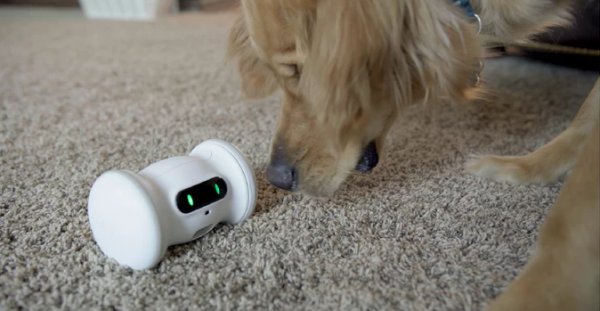 VARRAM Pet Fitness Robot